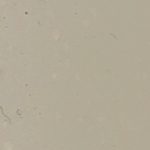 Art Spectrum Oil Paint S1 Unbleached Titanium 40ml