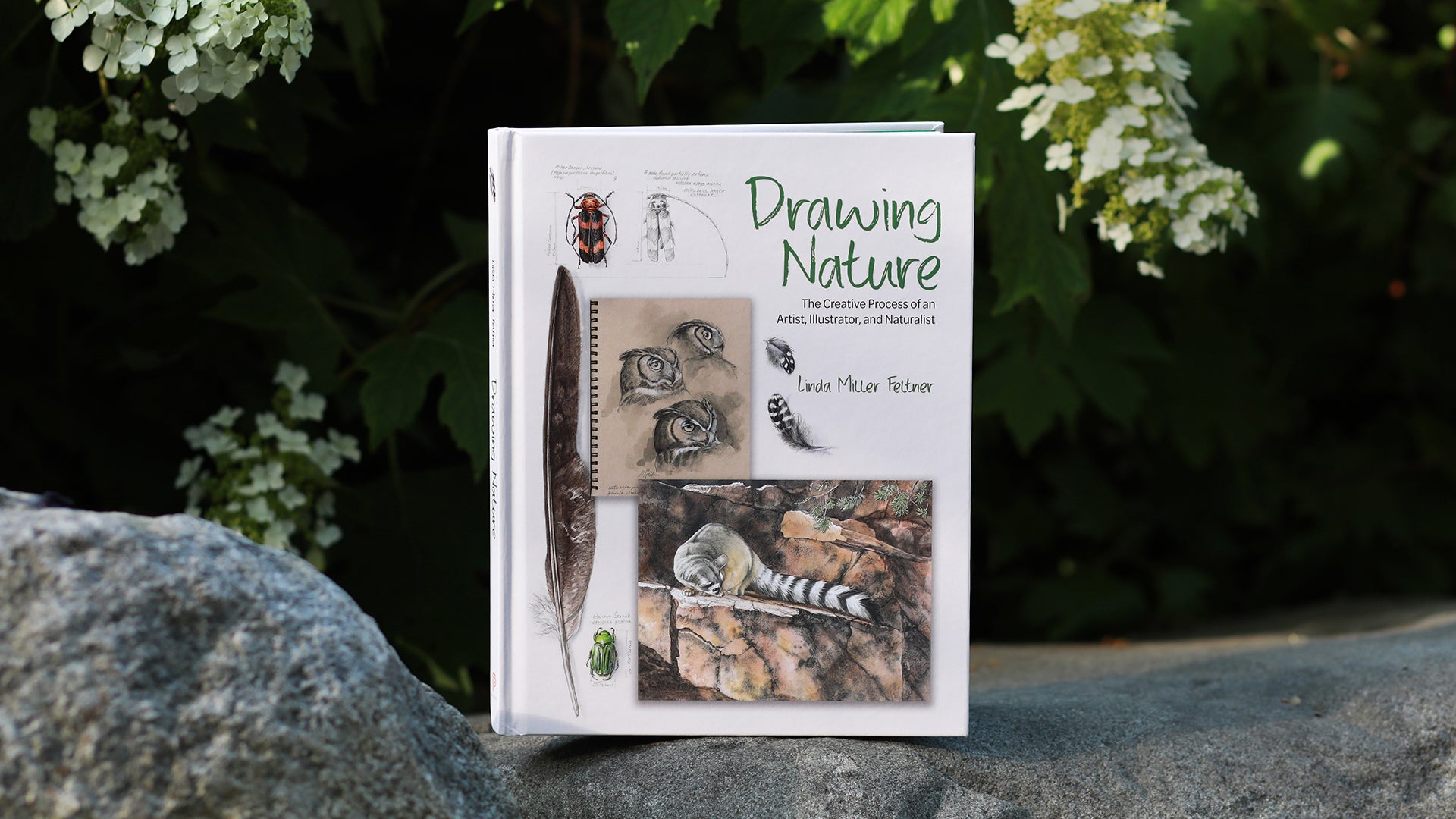 DRAWING NATURE: THE CREATIVE PROCESS OF AN ARTIST, ILLUSTRATOR, AND NATURALIST