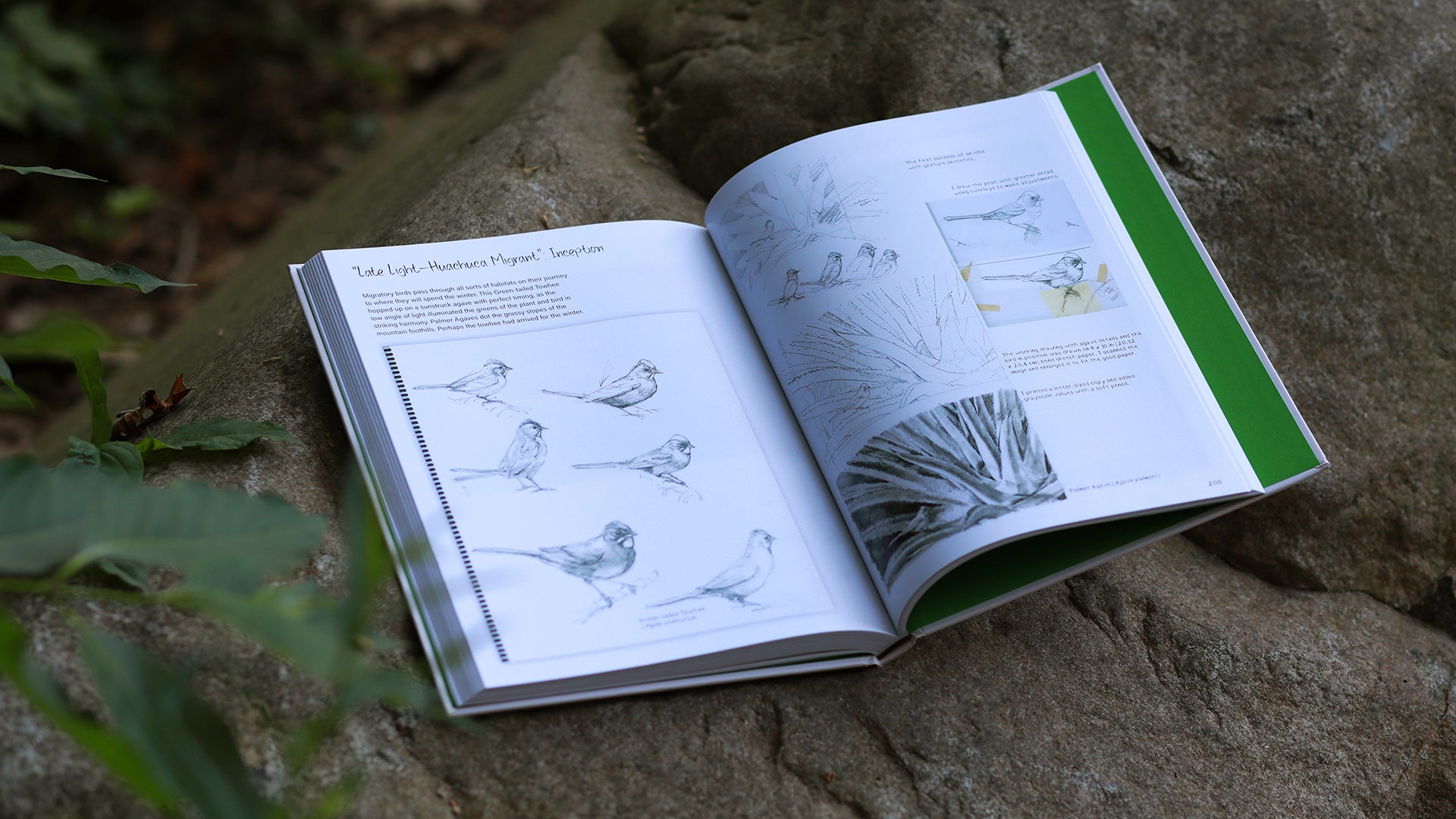 DRAWING NATURE: THE CREATIVE PROCESS OF AN ARTIST, ILLUSTRATOR, AND NATURALIST