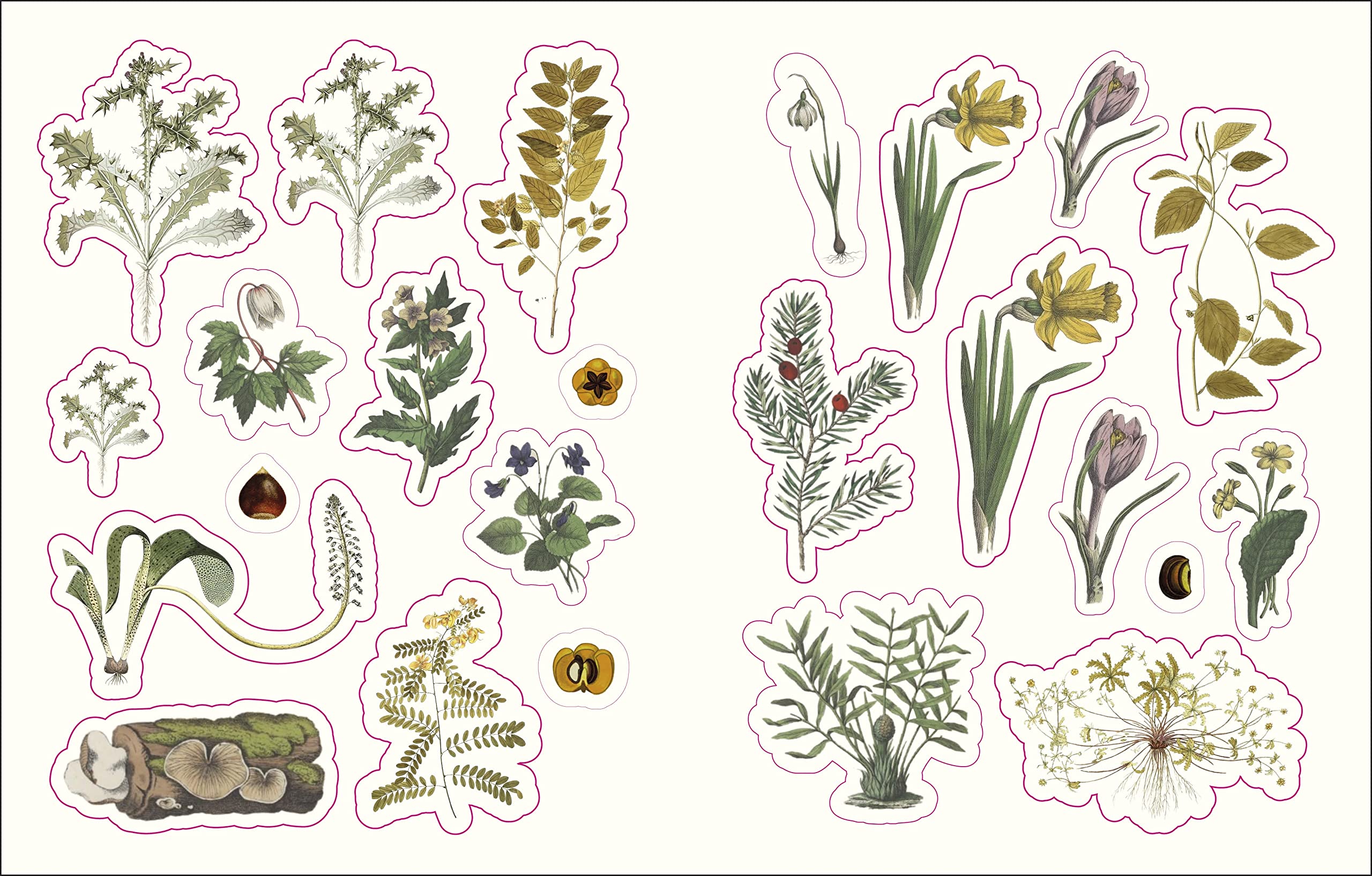 THE FORESTS, FAIRIES AND FUNGI STICKER ANTHOLOGY