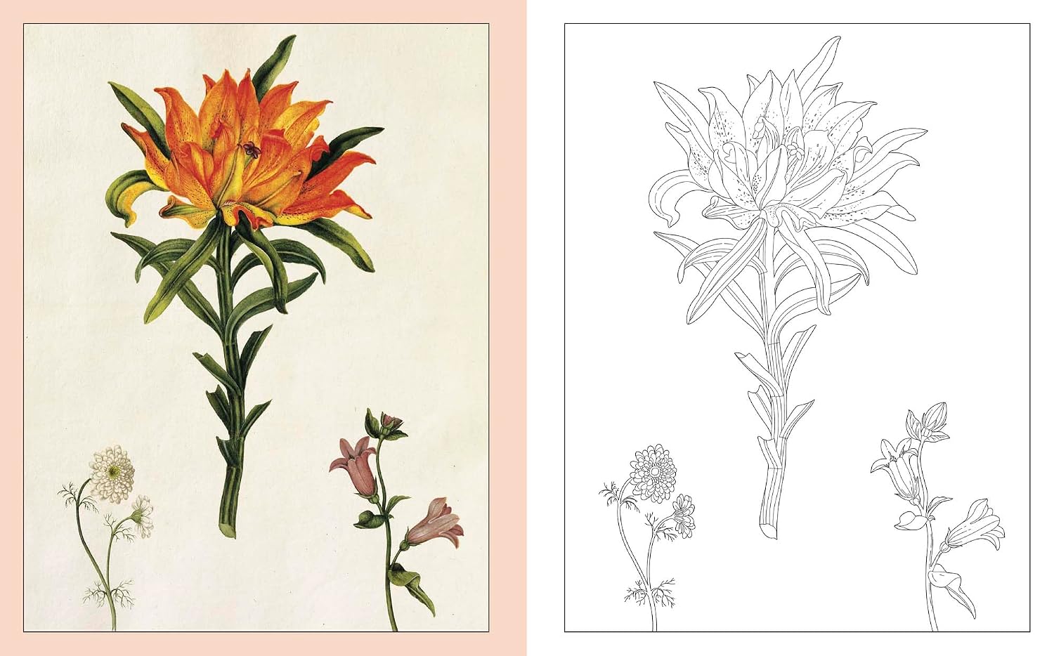 ALEXANDER MARSHAL'S NATURE COLOURING BOOK