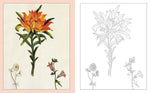 ALEXANDER MARSHAL'S NATURE COLOURING BOOK
