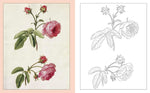 ALEXANDER MARSHAL'S NATURE COLOURING BOOK