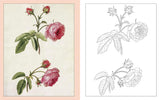 ALEXANDER MARSHAL'S NATURE COLOURING BOOK