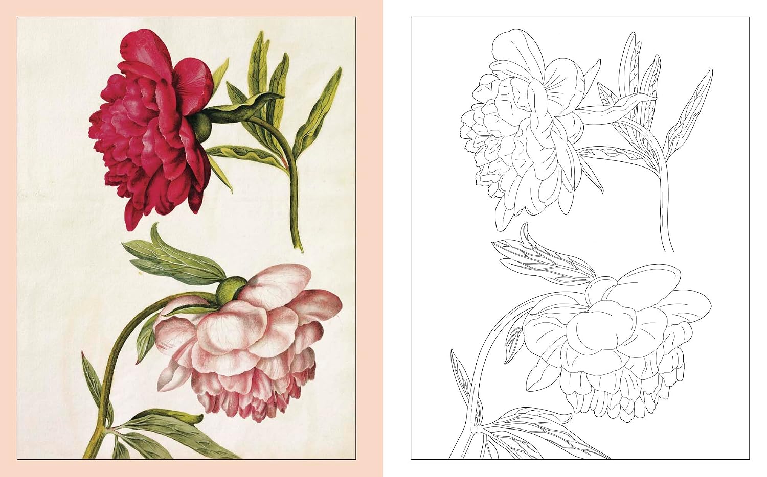 ALEXANDER MARSHAL'S NATURE COLOURING BOOK