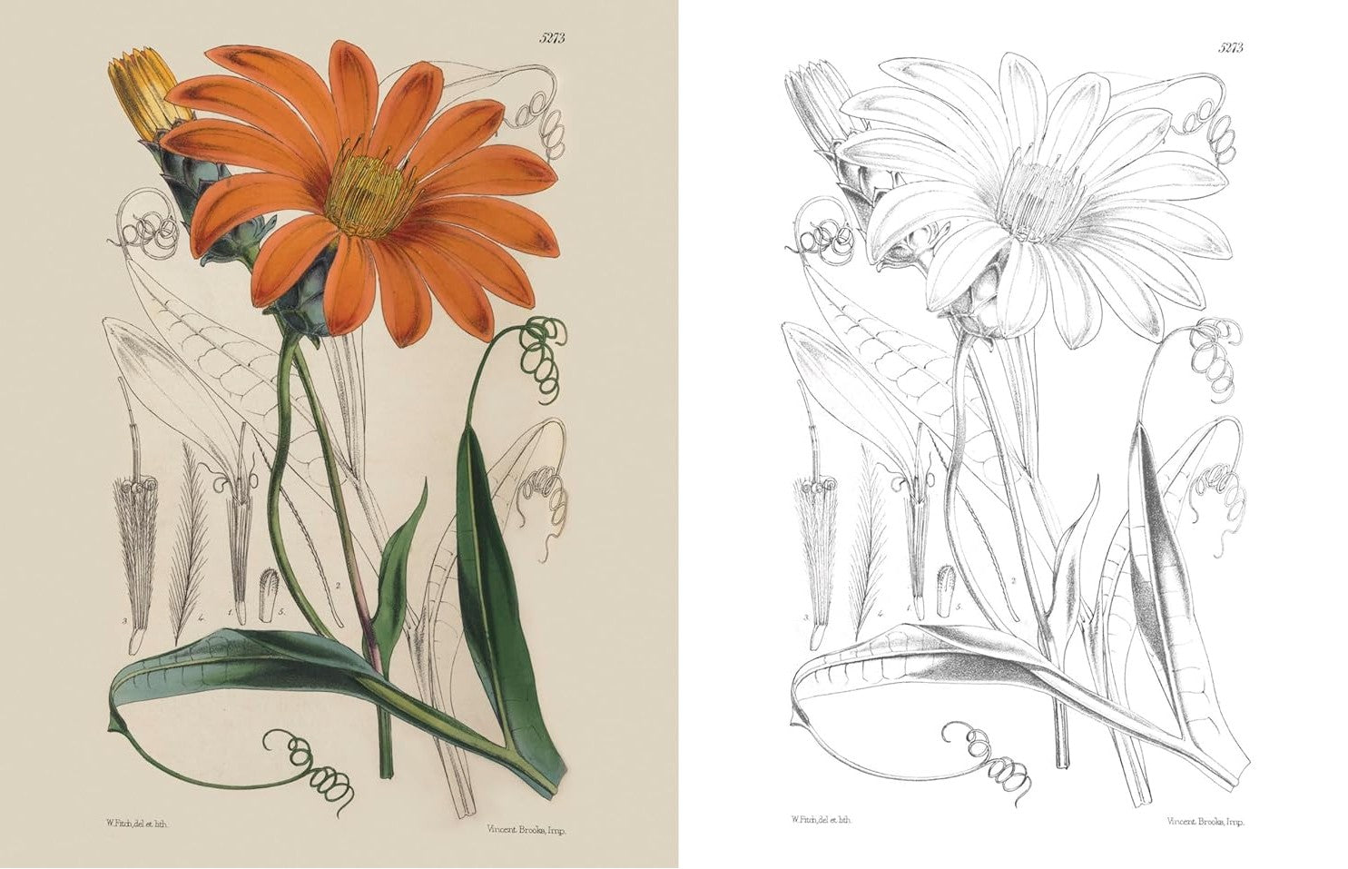 KEW GARDENS BEAUTIFUL FLOWERS COLOURING KIT