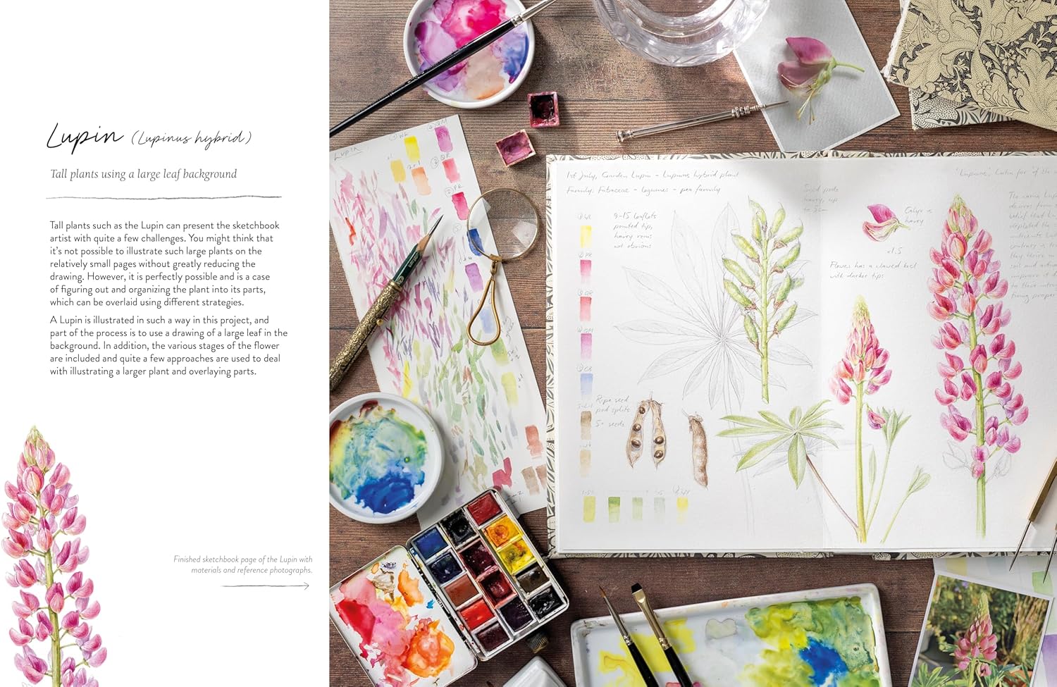 SKETCHING NATURE