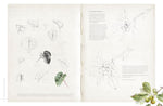 SKETCHING NATURE