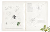 SKETCHING NATURE