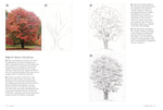DRAW A TREE FRUIT TO THE FOREST