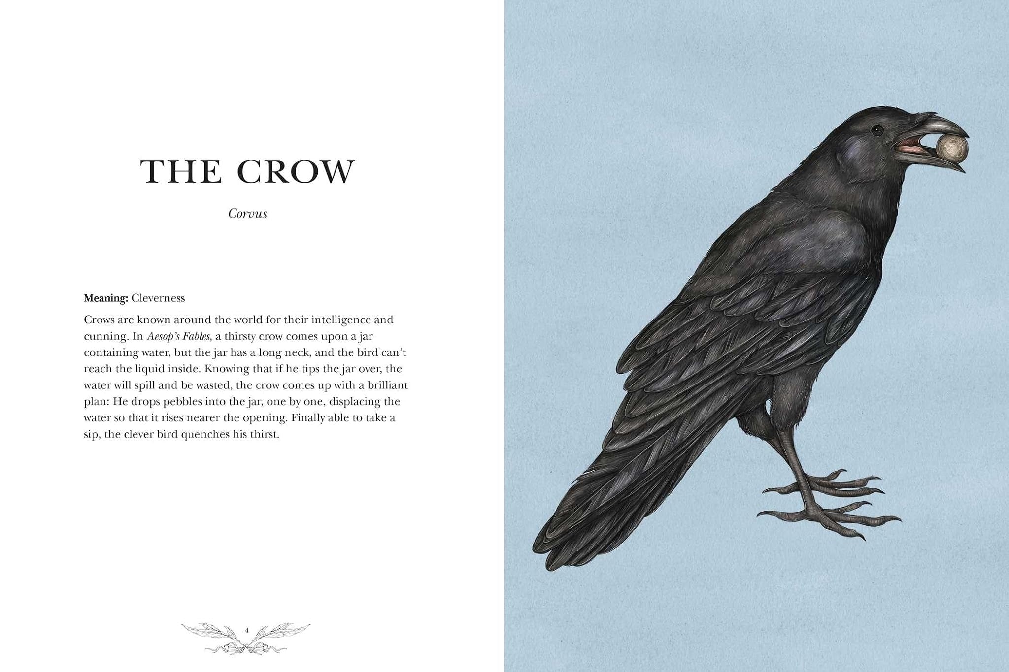 Ornithography