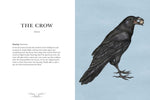 Ornithography