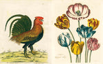 JOHN DERIAN PICTURE BOOK