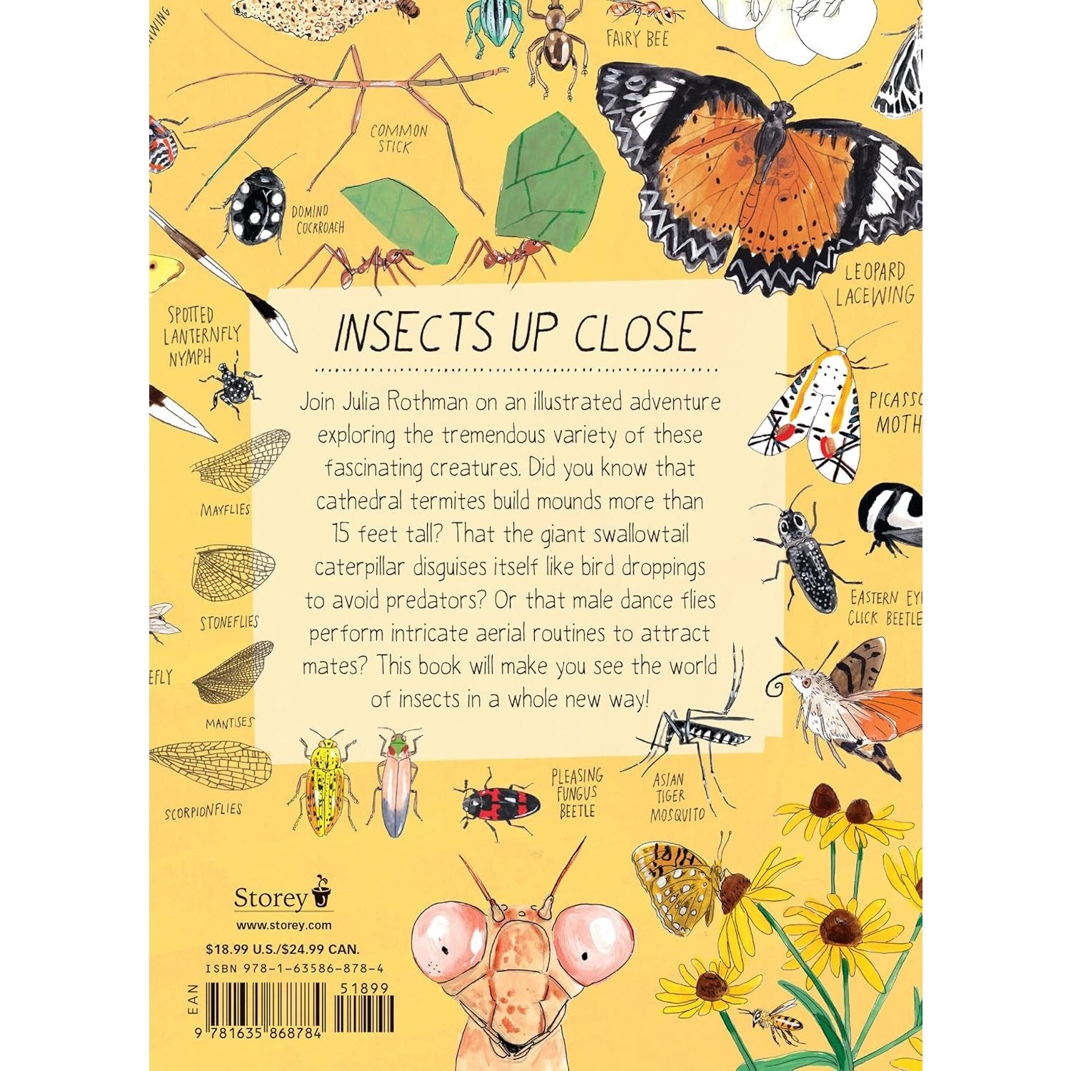 INSECT ANATOMY