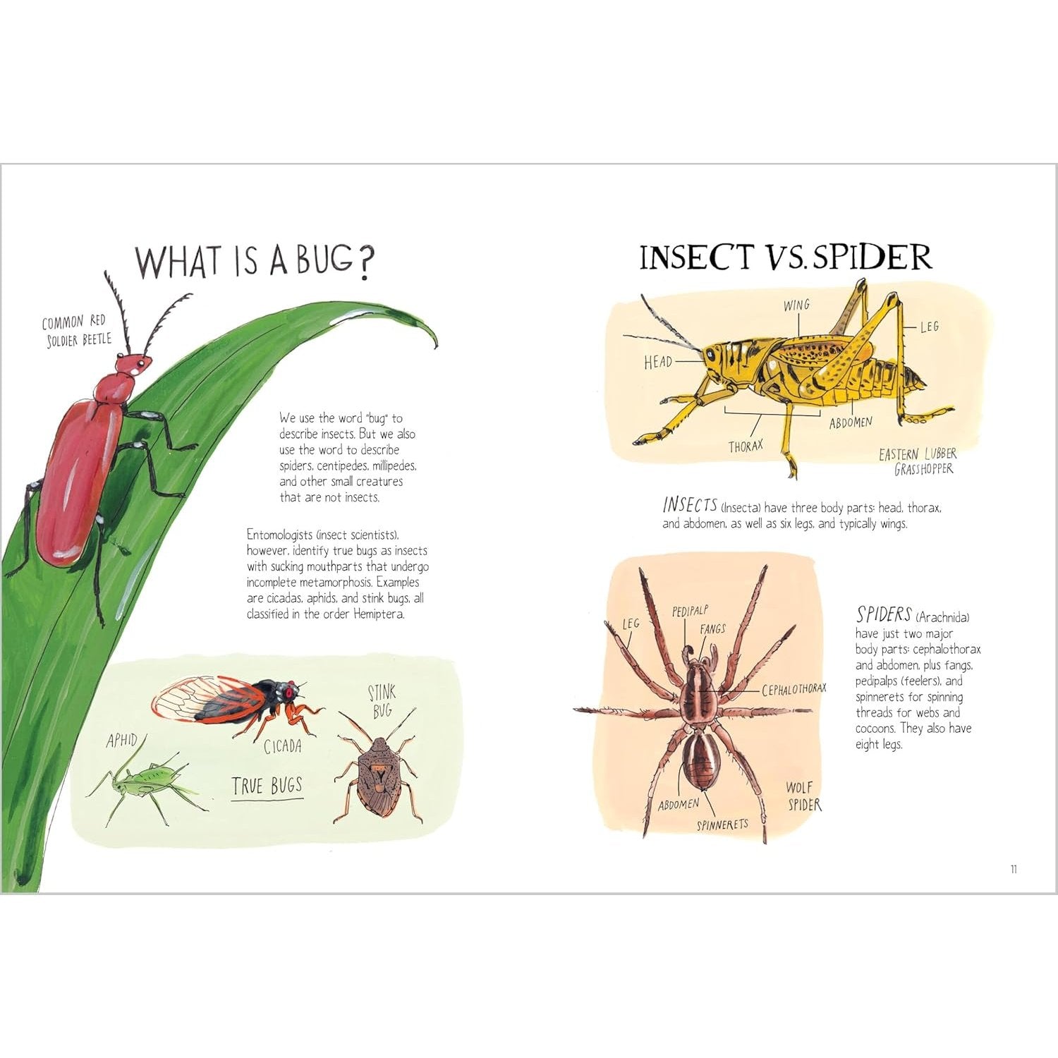 INSECT ANATOMY