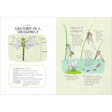 INSECT ANATOMY