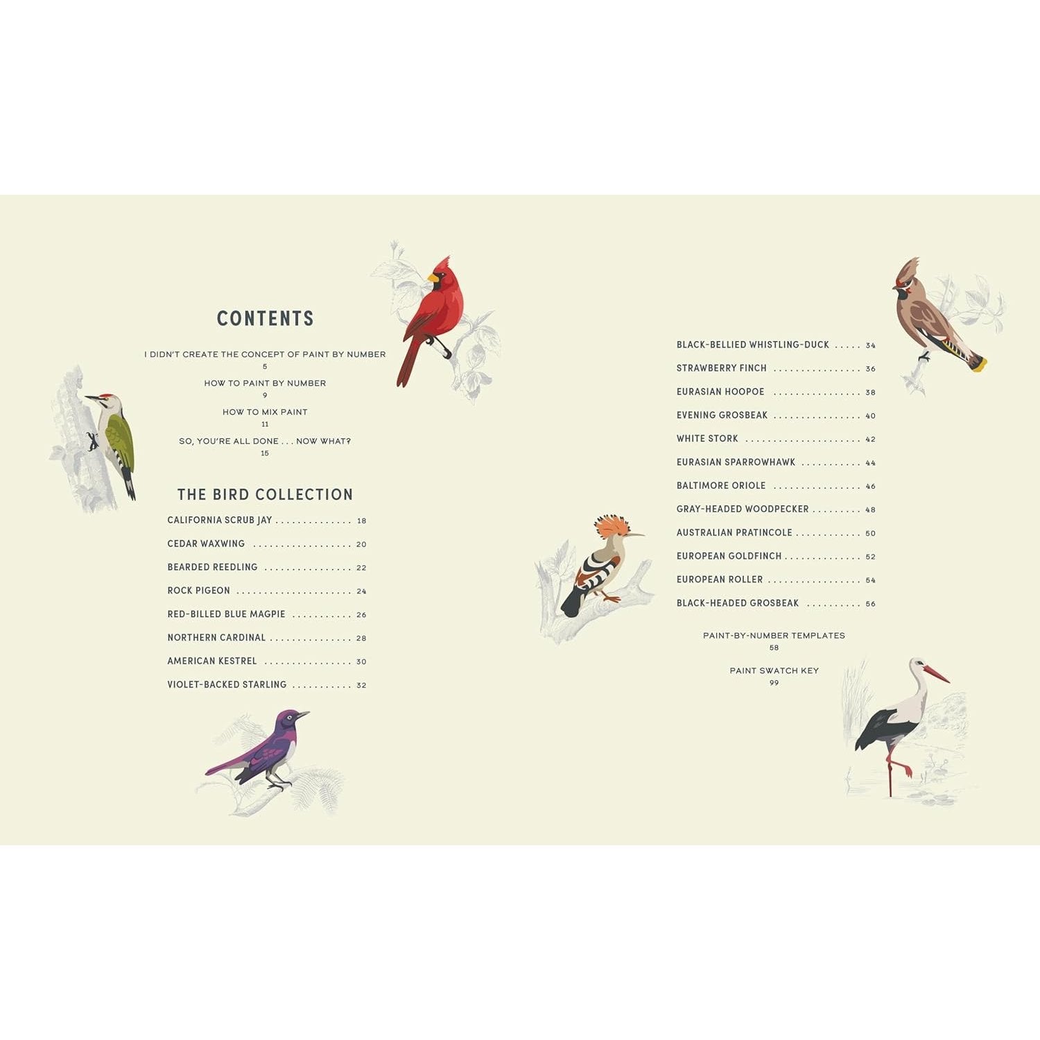 COLOUREADY BIRDS 20 MODERN PAINT BY NUMBERS PRINTS
