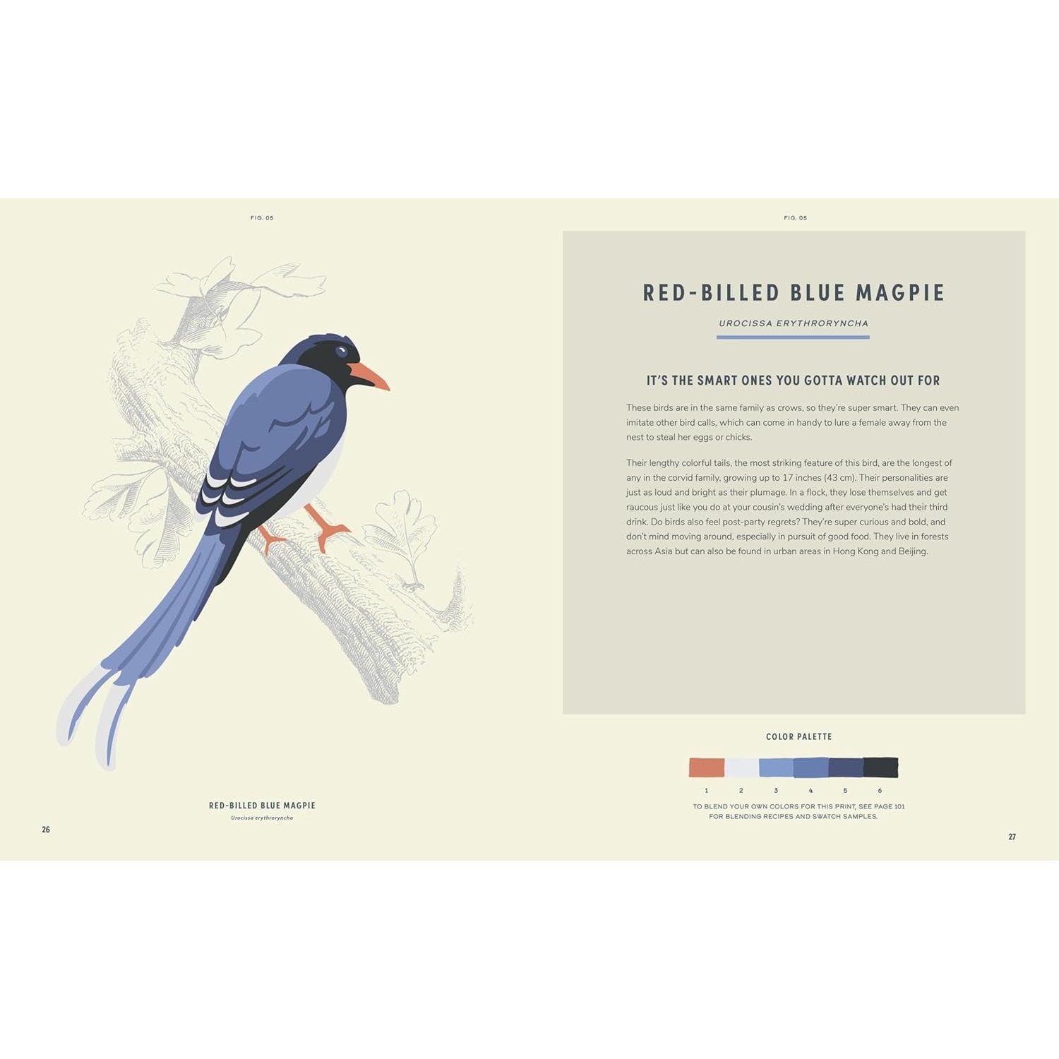 COLOUREADY BIRDS 20 MODERN PAINT BY NUMBERS PRINTS