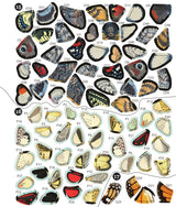 BRAIN GAMES - STICKER BY NUMBER - VINTAGE: BUTTERFLIES