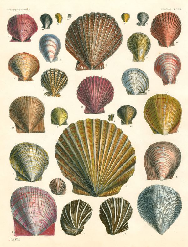 JOHN DERIAN PAPER GOODS: WRAPPING PAPER & GIFT TAG