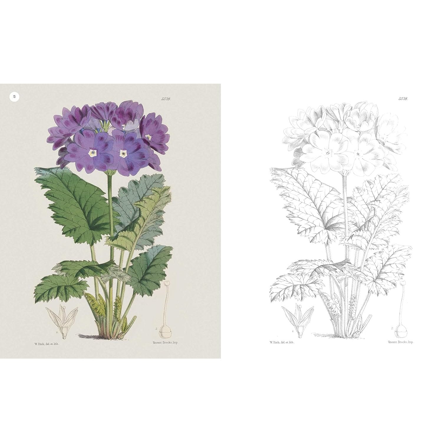 THE KEW GARDENS FLOWERING PLANTS COLOURING BOOK