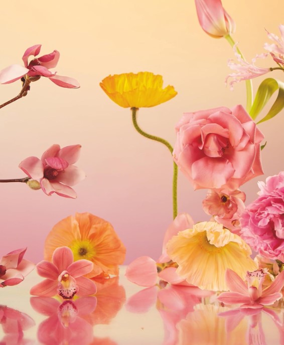 STILL LIFE POSTCARDS