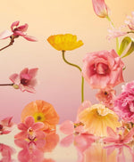 STILL LIFE POSTCARDS