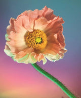 Product image for B9781797229492