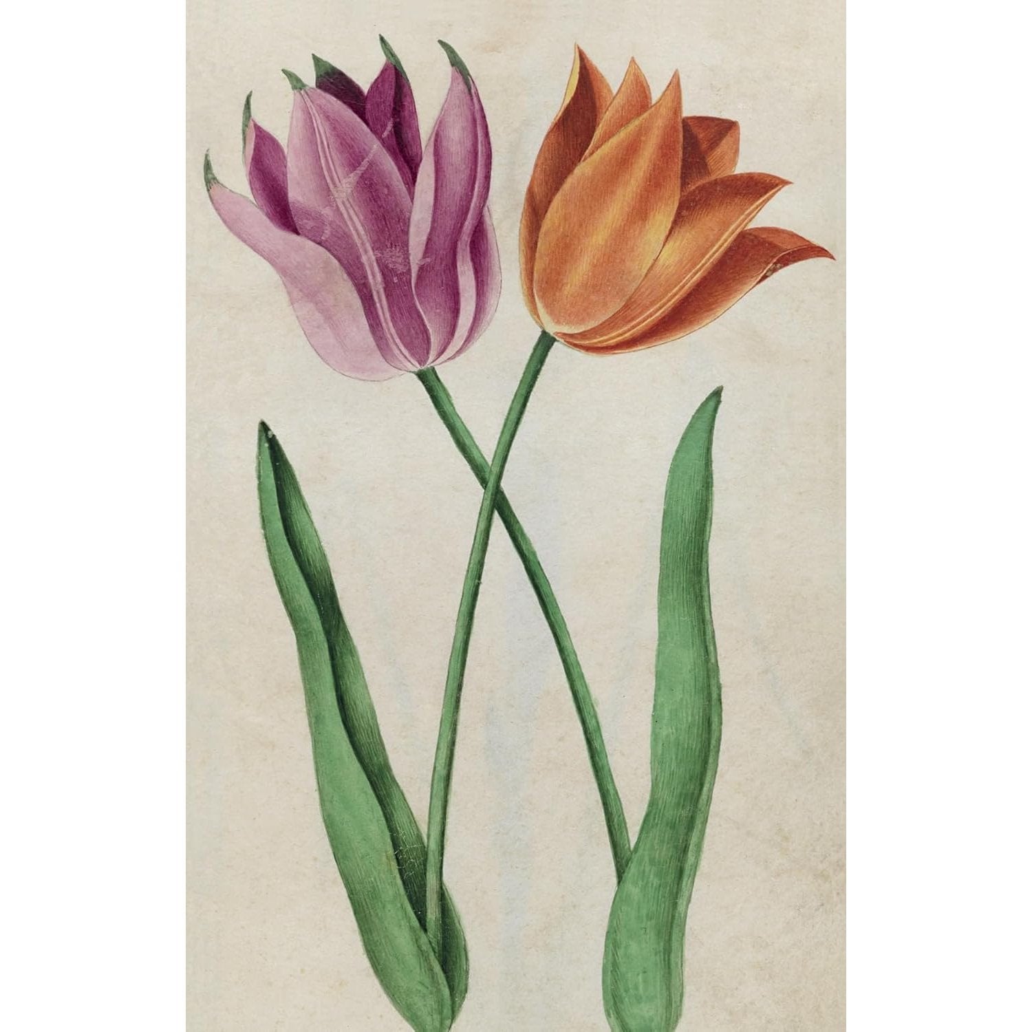 100 FLOWER POSTCARDS