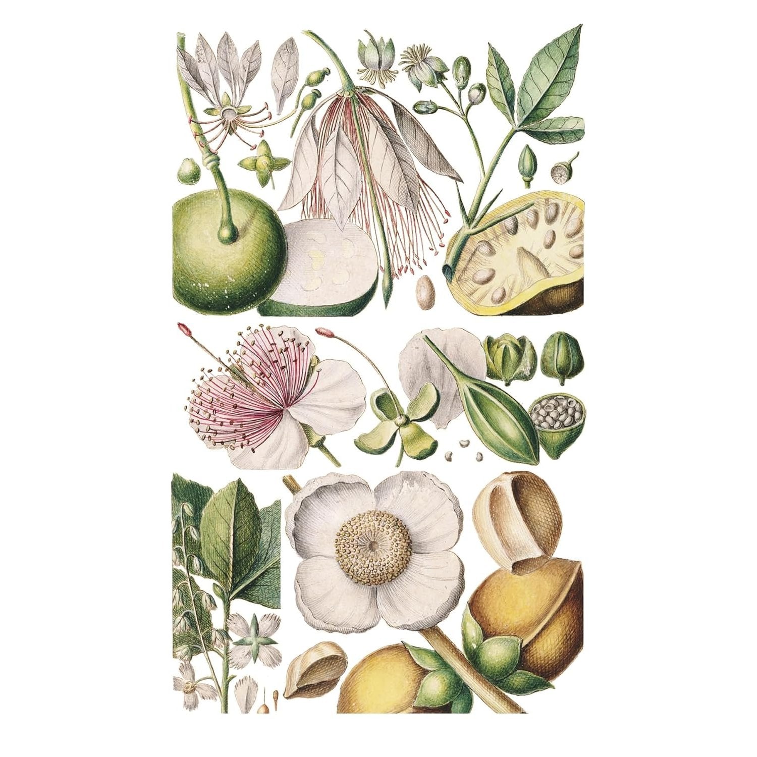 100 FLOWER POSTCARDS