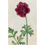 100 FLOWER POSTCARDS