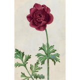 100 FLOWER POSTCARDS