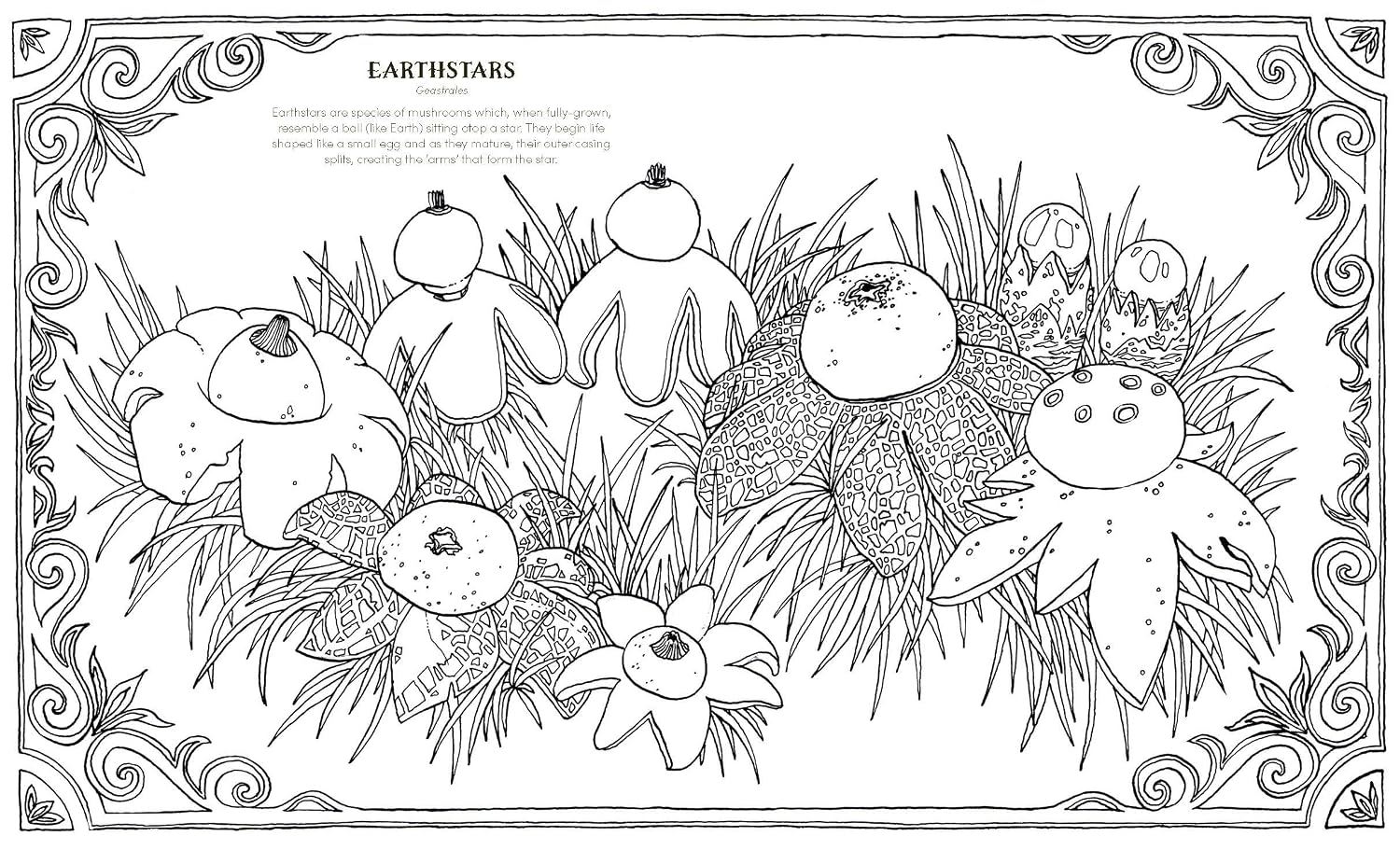 INTO THE FUNGARIUM: A SPELLBINDING COLORING BOOK OF FANTASTICAL FUNGI
