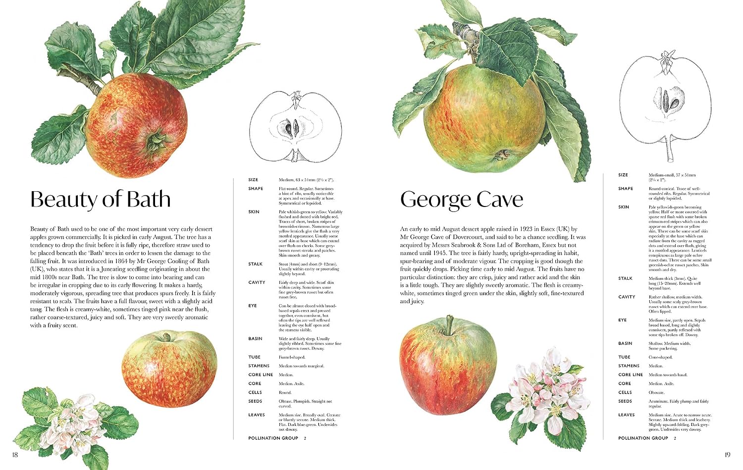 ROSIE SANDERS' APPLES
