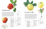 ROSIE SANDERS' APPLES