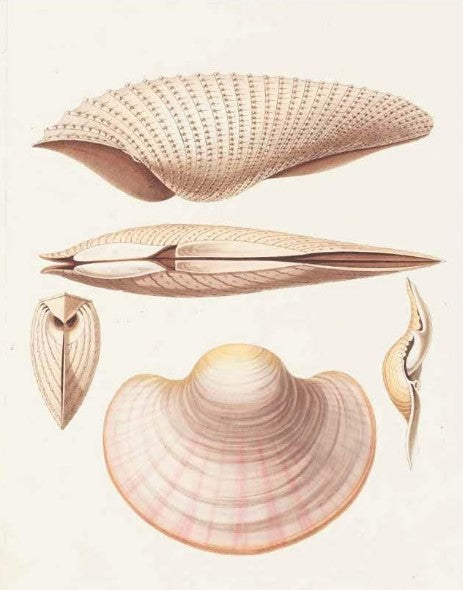 Product image for B9781851246168