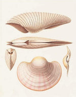 Product image for B9781851246168