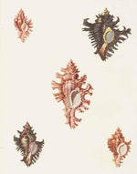 Product image for B9781851246168