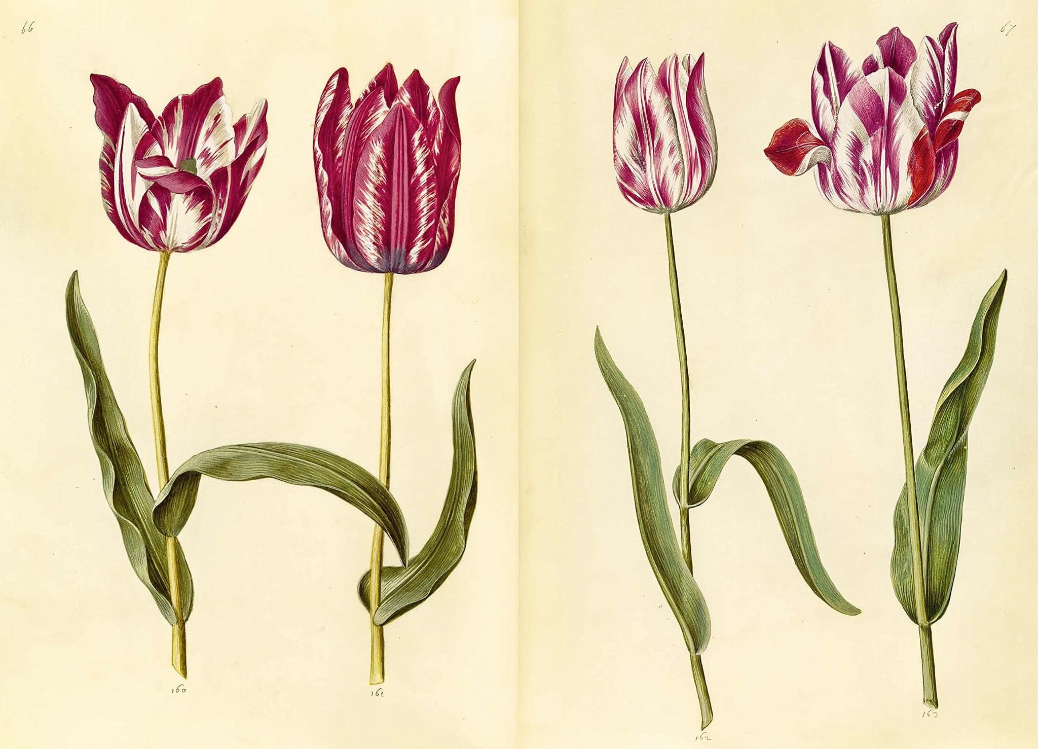 THE GREEN FLORILEGIUM