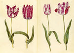 THE GREEN FLORILEGIUM
