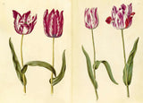 THE GREEN FLORILEGIUM