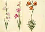 THE GREEN FLORILEGIUM