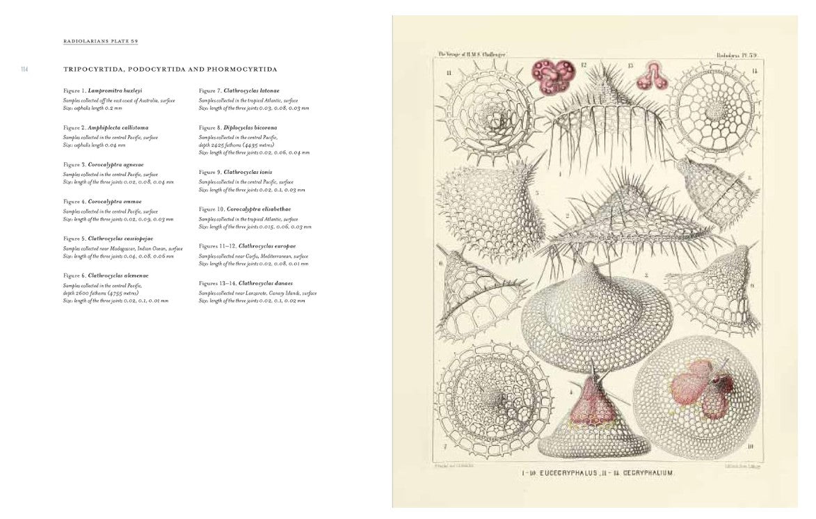 Product image for B9783791381411