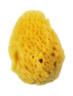 Royal Sea Silk Sponge 1.5-2"