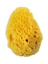 Royal Sea Silk Sponge 1.5-2"