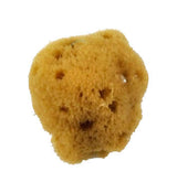 Royal Sea Silk Sponge 2-2.5"
