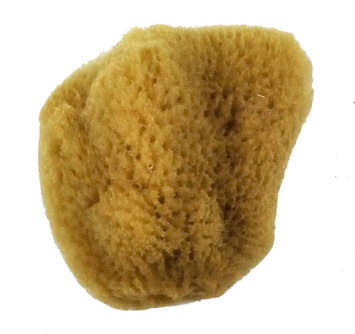 Royal Sea Silk Sponge 2.5-3"
