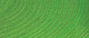 Jacquard Basic Dye Green 14.17g