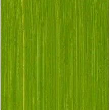 MICHAEL HARDING OIL PAINT CADMIUM GREEN