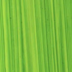 Michael Harding Oil Paint Bright Green Lake 225ml